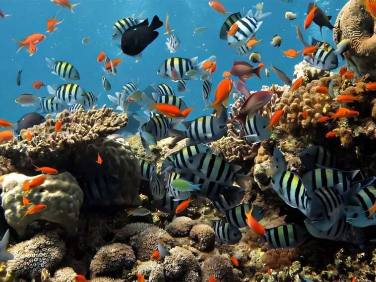 Les processus souterrains imparfaits aident à filtrer les eaux usées en Floride Keys