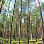 Les puits de carbone protectant le climat des forêts de l'UE sont en baisse