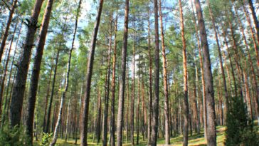 Les puits de carbone protectant le climat des forêts de l'UE sont en baisse