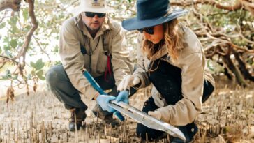 Les scientifiques identifient les sources de carbone bleu dans les sols des zones humides