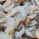 Les scientifiques pionniers de la capture de carbone durable des déchets de crevettes