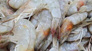 Les scientifiques pionniers de la capture de carbone durable des déchets de crevettes