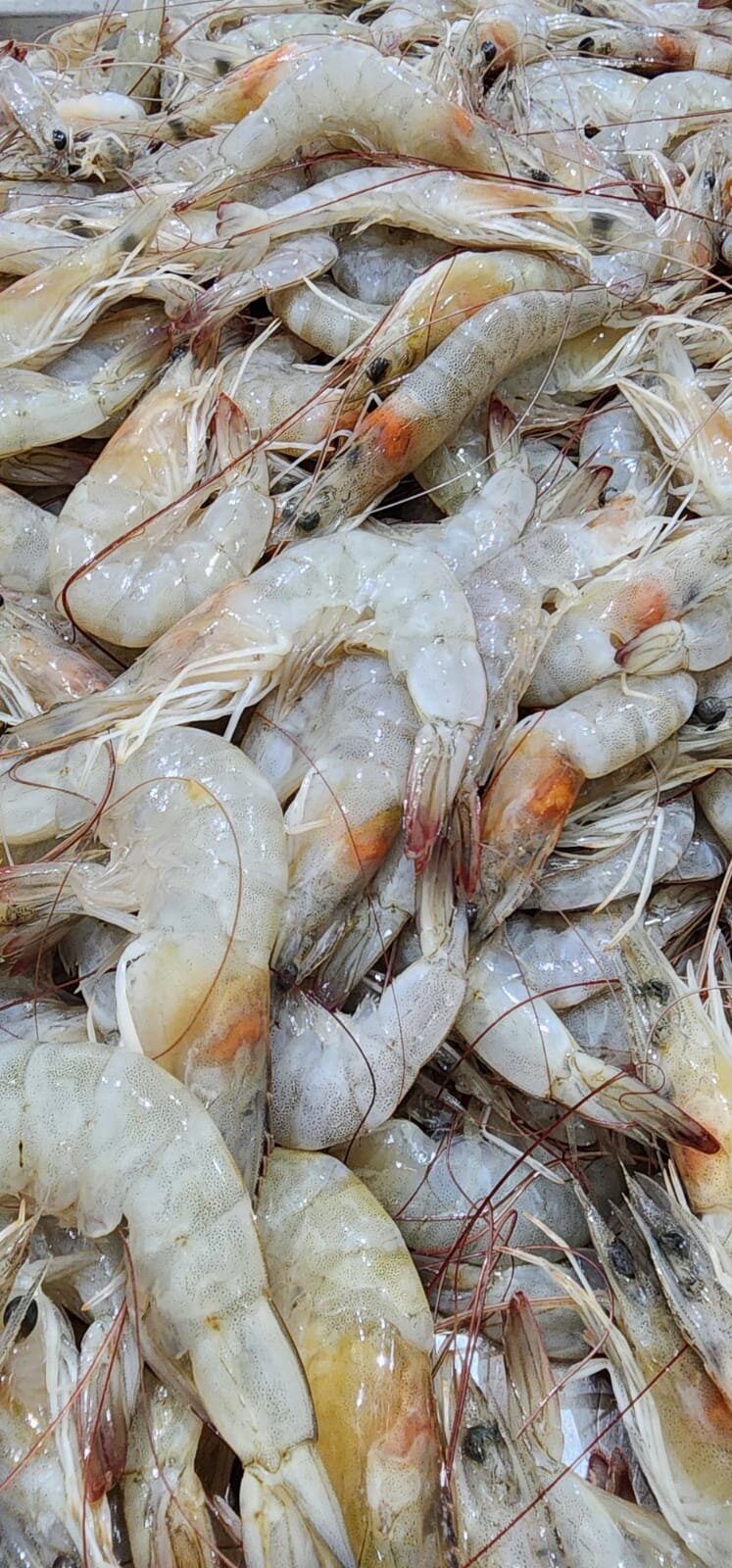 Les scientifiques pionniers de la capture de carbone durable des déchets de crevettes