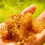 Soil de mer de l'espèce A. pectinata