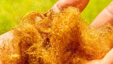 Soil de mer de l'espèce A. pectinata