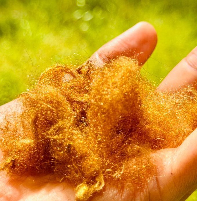 Les scientifiques recréent un tissu doré légendaire des déchets de palourdes Soil de mer de l'espèce A. pectinata