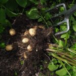 Mystère des origines de la pomme de terre résolues par la génétique