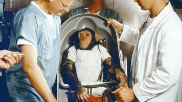 Nous envoyons des animaux dans l'espace depuis 7 décennies - mais il n'y a toujours pas de règles pour les protéger du mal