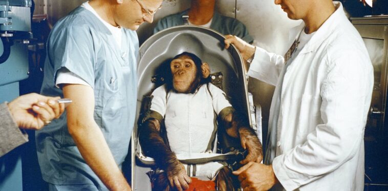 Nous envoyons des animaux dans l'espace depuis 7 décennies - mais il n'y a toujours pas de règles pour les protéger du mal Nous envoyons des animaux dans l'espace depuis 7 décennies - mais il n'y a toujours pas de règles pour les protéger du mal