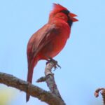 Partout dans le monde, les oiseaux chantent plus longtemps dans des zones polluées par la lumière