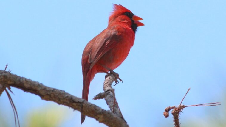 Partout dans le monde, les oiseaux chantent plus longtemps dans des zones polluées par la lumière
