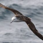 Poix de cisaillers striés uniquement en survolant l'océan