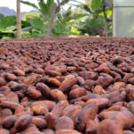 Un champ de fèves de cacao fermentés brun foncé sèche au soleil sur une ferme de cacao colombienne après que la levure et les bactéries les aient fermentés pour produire du chocolat riche aromatisé avec des fruits, des fleurs et d'autres notes. Les palmiers et les montagnes sont visibles en arrière-plan.