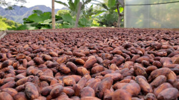 Un champ de fèves de cacao fermentés brun foncé sèche au soleil sur une ferme de cacao colombienne après que la levure et les bactéries les aient fermentés pour produire du chocolat riche aromatisé avec des fruits, des fleurs et d'autres notes. Les palmiers et les montagnes sont visibles en arrière-plan.