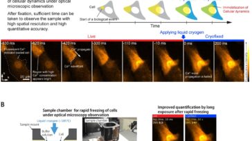 Se référer au monde cellulaire pour capturer un moment d'activité éphémère