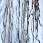 Un cheveux de 104 centimètres pourrait réécrire la tenue de dossiers dans la société Inca Une image d'un Khipu, un dispositif de tenue de dossiers inca. Il se compose d'une chaîne sur le dessus à partir duquel les cordes nouées se penchent.