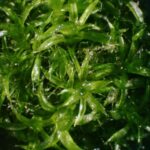 Un gène nouvellement découvert a aidé cette mousse à défier la gravité