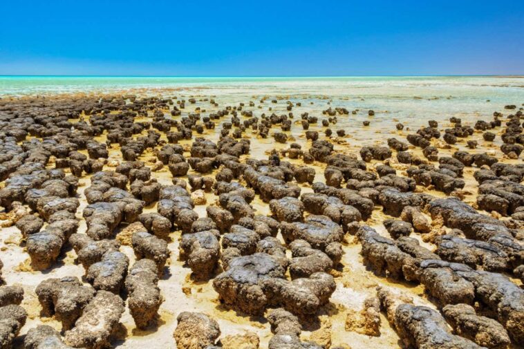 Un partenariat microbien bizarre montre à quel point la vie peut avoir évolué