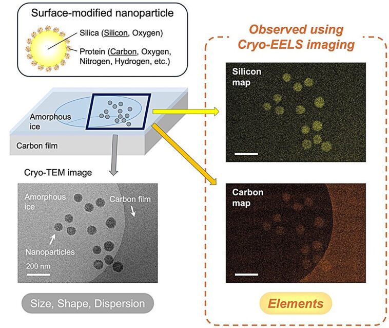 Une nouvelle méthode d'imagerie cool montre les distributions élémentaires des nanomatériaux dans les solvants gelés