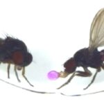 Une seule protéine fait en sorte que les mouches dignes renversent leurs tripes