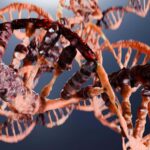 À quelle vitesse votre âge peut être contrôlée par un boss de réparation d'ADN dans vos cellules