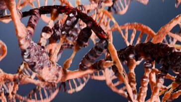 À quelle vitesse votre âge peut être contrôlée par un boss de réparation d'ADN dans vos cellules