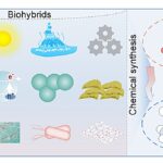 Biohybrides: synthèse chimique durable pionnière à la frontière énergétique d'environnement