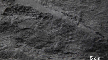 Les bosses parsèment la surface d'un rocher gris que les chercheurs disent montrent les pores de l'un des premiers animaux de la Terre, une créature de Spongelike.