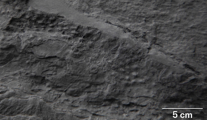 Les bosses parsèment la surface d'un rocher gris que les chercheurs disent montrent les pores de l'un des premiers animaux de la Terre, une créature de Spongelike.