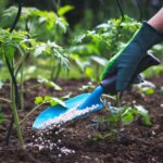 Farmer giving granulated fertilizer to young tomato plants. Hand in glove holding shovel and fertilize seedling in organic garden. ; Shutterstock ID 1087283084; purchase_order: -; job: -; client: -; other: -