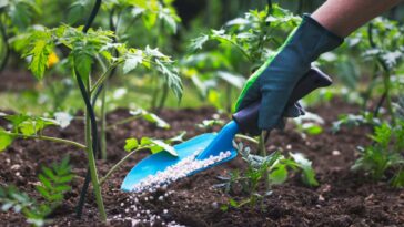 Farmer giving granulated fertilizer to young tomato plants. Hand in glove holding shovel and fertilize seedling in organic garden. ; Shutterstock ID 1087283084; purchase_order: -; job: -; client: -; other: -