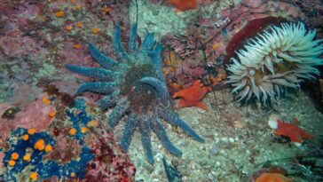 Comment la maladie gaspillée de la mer a transformé l'écologie et l'économie de la côte ouest