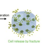 Comment les bonnes bactéries se libérent de leurs maisons d'hydrogel