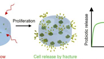 Comment les bonnes bactéries se libérent de leurs maisons d'hydrogel