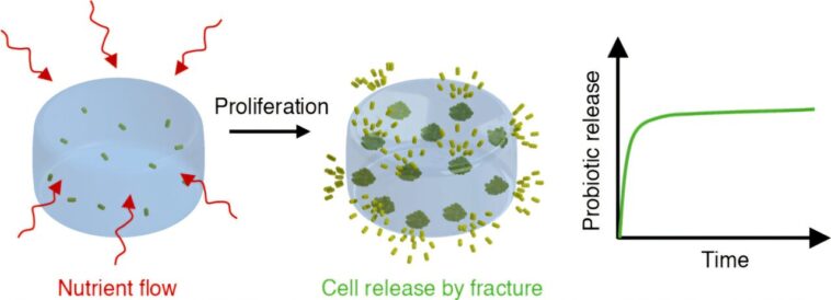 Comment les bonnes bactéries se libérent de leurs maisons d'hydrogel