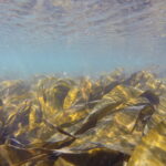 Dans les forêts marines du nord du Portugal, le varech apparaît comme une puissante solution de stockage du carbone Dans les forêts marines du nord du Portugal, le varech apparaît comme une puissante solution de stockage du carbone