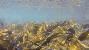 Dans les forêts marines du nord du Portugal, le varech apparaît comme une puissante solution de stockage du carbone