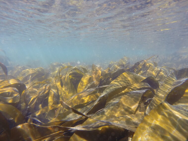Dans les forêts marines du nord du Portugal, le varech apparaît comme une puissante solution de stockage du carbone Dans les forêts marines du nord du Portugal, le varech apparaît comme une puissante solution de stockage du carbone