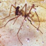 De superbes dépôts d'ambre tiennent les insectes à l'époque des dinosaures