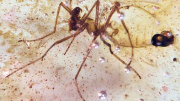 De superbes dépôts d'ambre tiennent les insectes à l'époque des dinosaures