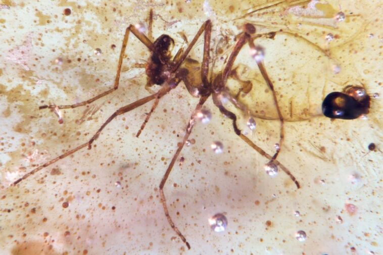 De superbes dépôts d'ambre tiennent les insectes à l'époque des dinosaures