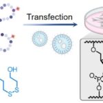 Déclencher l'activation de l'ARN à la demande: la stratégie étend les options de thérapie et d'édition de gènes