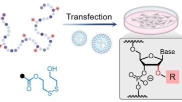 Déclencher l'activation de l'ARN à la demande: la stratégie étend les options de thérapie et d'édition de gènes