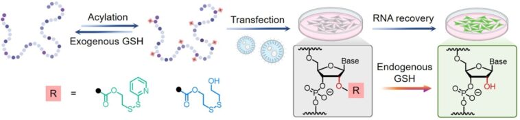 Déclencher l'activation de l'ARN à la demande: la stratégie étend les options de thérapie et d'édition de gènes