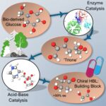 Des déchets de bois aux ingrédients pharmaceutiques clés: la méthode durable pourrait réduire les coûts élevés de médicaments