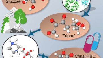Des déchets de bois aux ingrédients pharmaceutiques clés: la méthode durable pourrait réduire les coûts élevés de médicaments