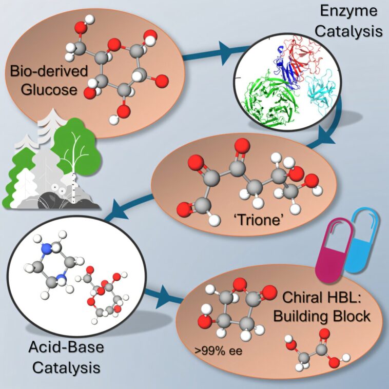 Des déchets de bois aux ingrédients pharmaceutiques clés: la méthode durable pourrait réduire les coûts élevés de médicaments Des déchets de bois aux ingrédients pharmaceutiques clés: la méthode durable pourrait réduire les coûts élevés de médicaments