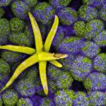 Des images incroyables exposent le monde intérieur des plantes et des champignons époustouflants