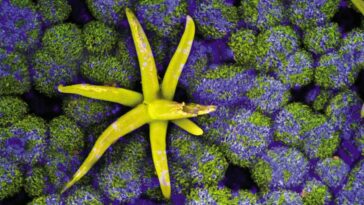 Des images incroyables exposent le monde intérieur des plantes et des champignons époustouflants