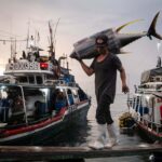 Filipino fishermen unload catches of Yellowfin tuna, Bigeye tuna, and Blue Marlin, after being at sea for approximately one month, at General Santos fish port, the Philippines, on Wednesday, May 21, 2025. General Santos is known as the Philippines? tuna capital and hub for tuna fishing and exports of the products. The city hosts numerous processing facilities where the fish, primarily tuna, is packaged or canned for sale to the Filipino market and for export worldwide.